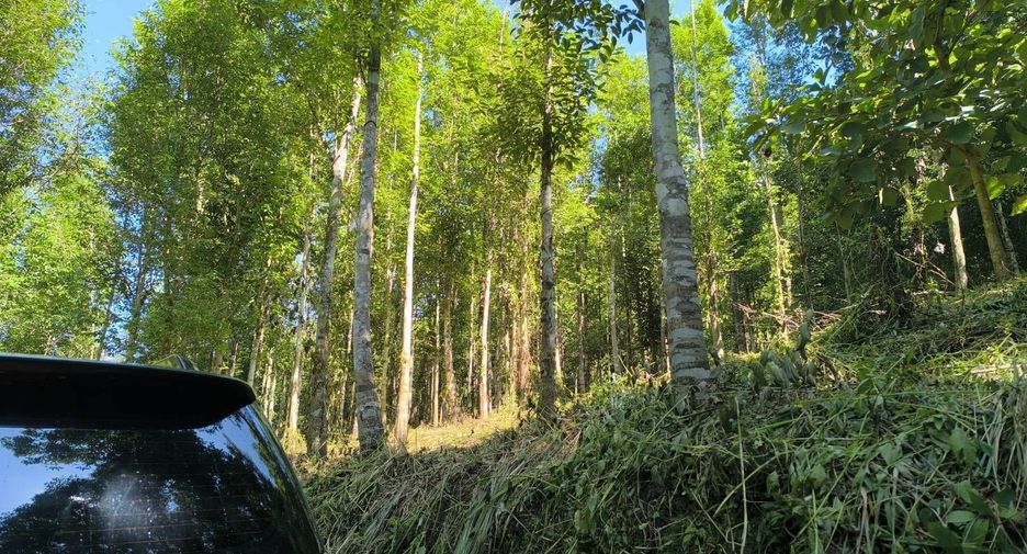 For sale land in Phu Phiang, Nan