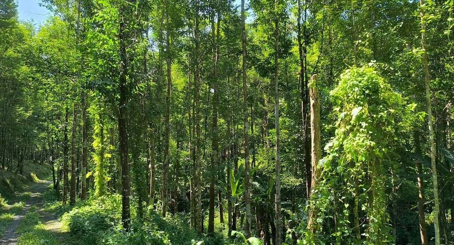 For sale land in Phu Phiang, Nan