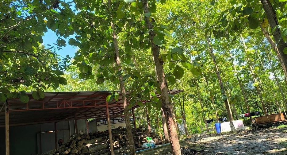 For sale land in Phu Phiang, Nan