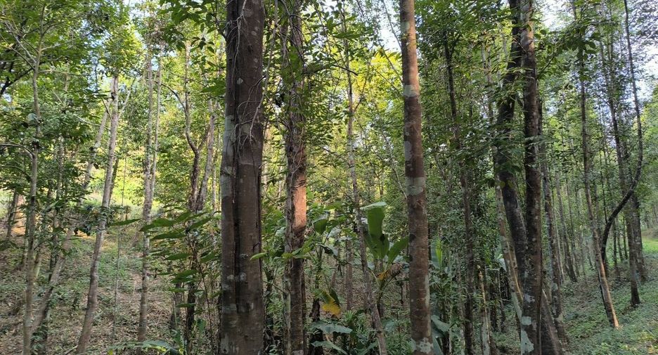 For sale land in Phu Phiang, Nan