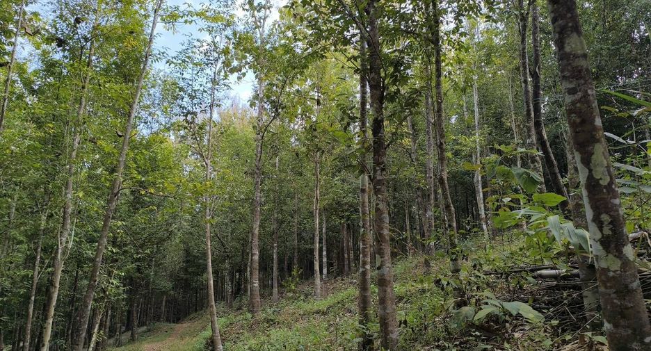 For sale land in Phu Phiang, Nan
