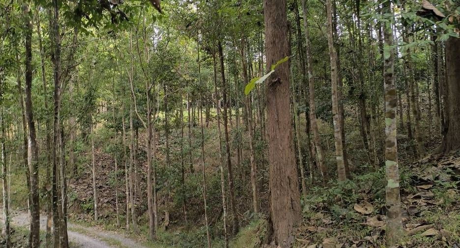 For sale land in Phu Phiang, Nan