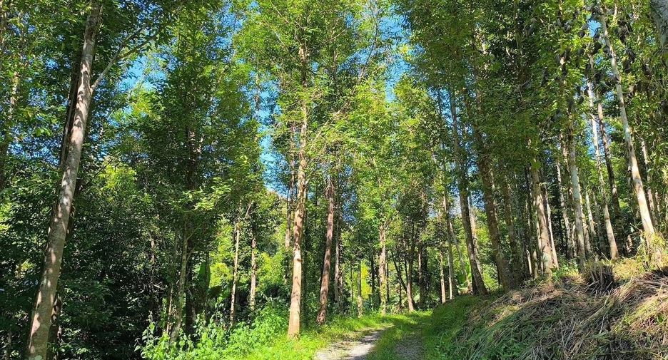For sale land in Phu Phiang, Nan