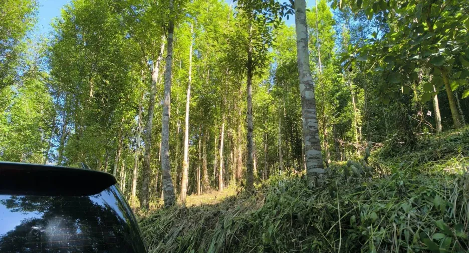 For sale land in Phu Phiang, Nan