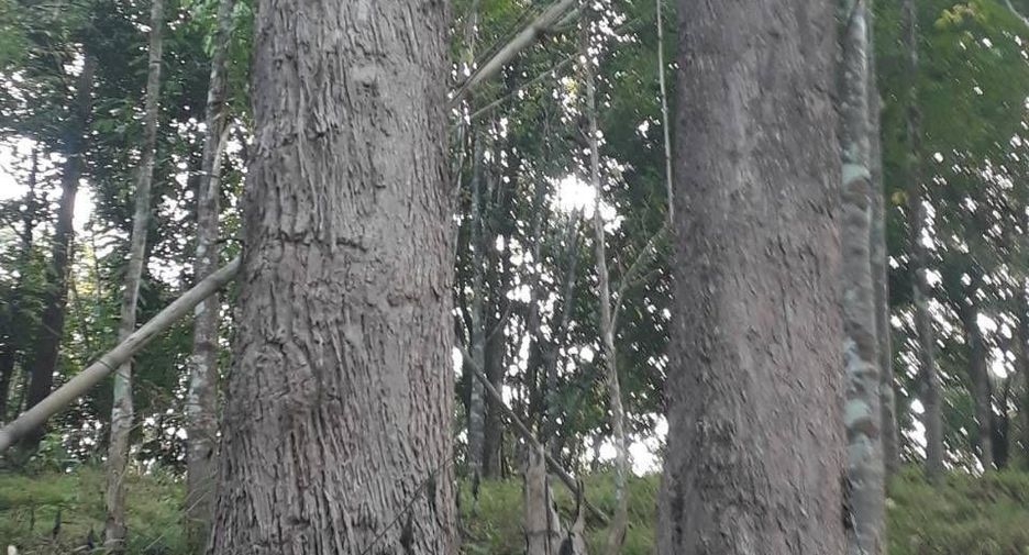 For sale land in Phu Phiang, Nan