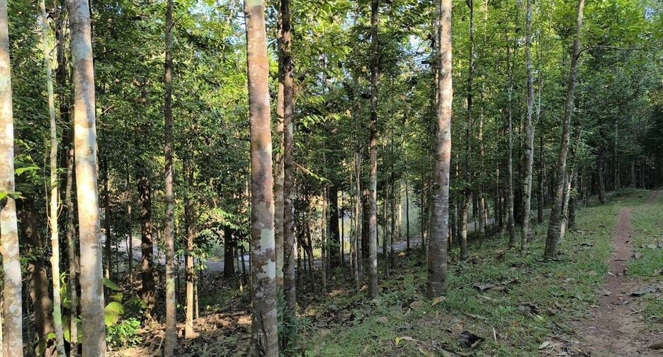For sale land in Phu Phiang, Nan