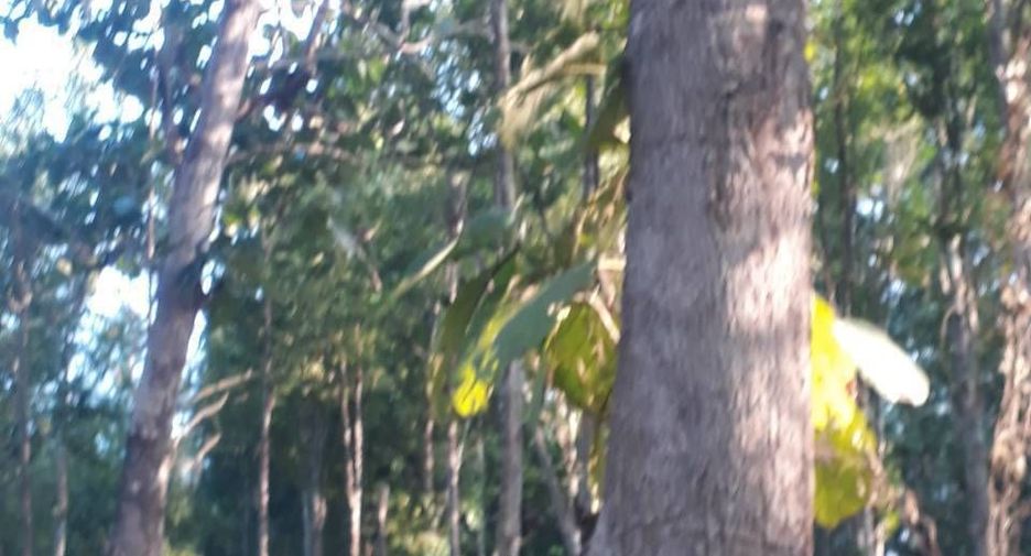 For sale land in Phu Phiang, Nan