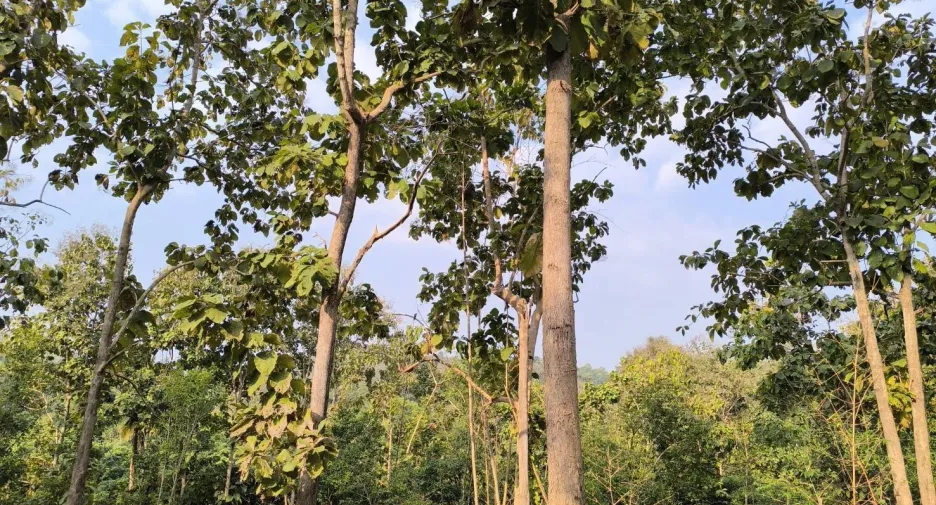 For sale land in Phu Phiang, Nan