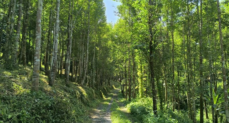 For sale land in Phu Phiang, Nan