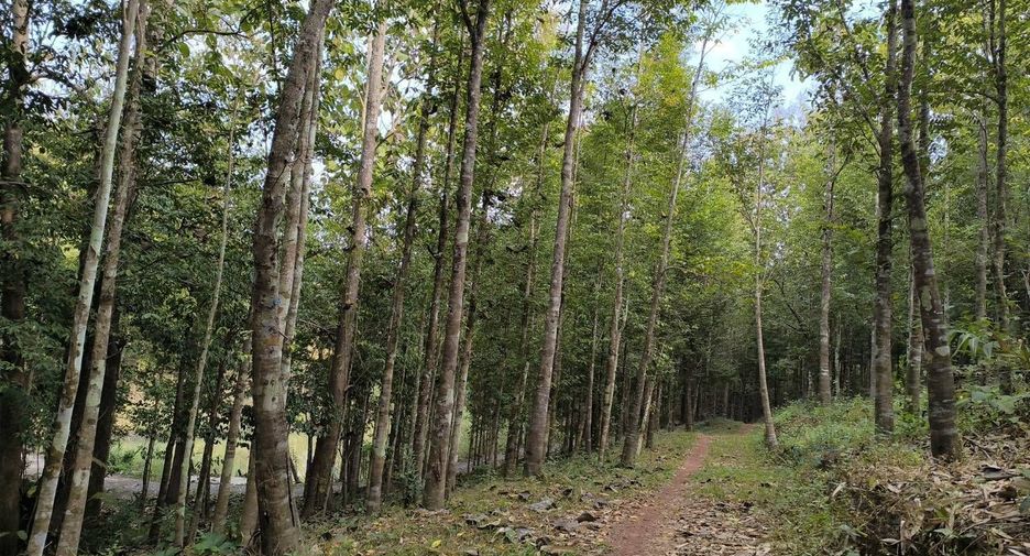 For sale land in Phu Phiang, Nan
