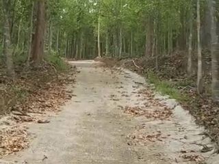 For sale land in Phu Phiang, Nan