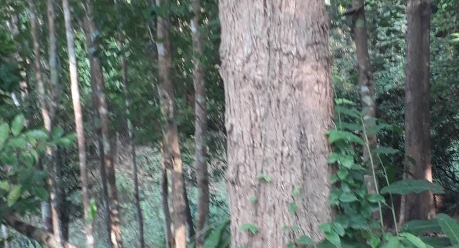 For sale land in Phu Phiang, Nan