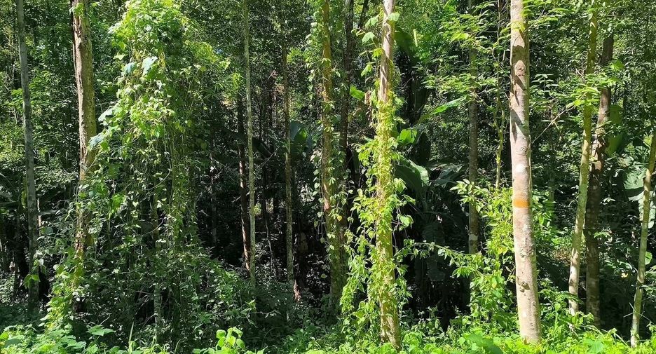 For sale land in Phu Phiang, Nan