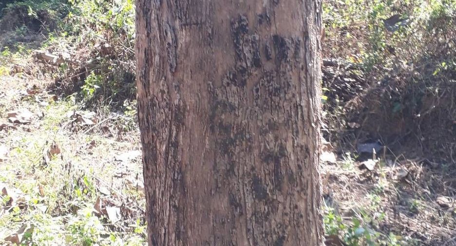 For sale land in Phu Phiang, Nan