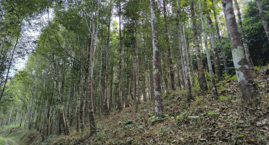 For sale land in Phu Phiang, Nan