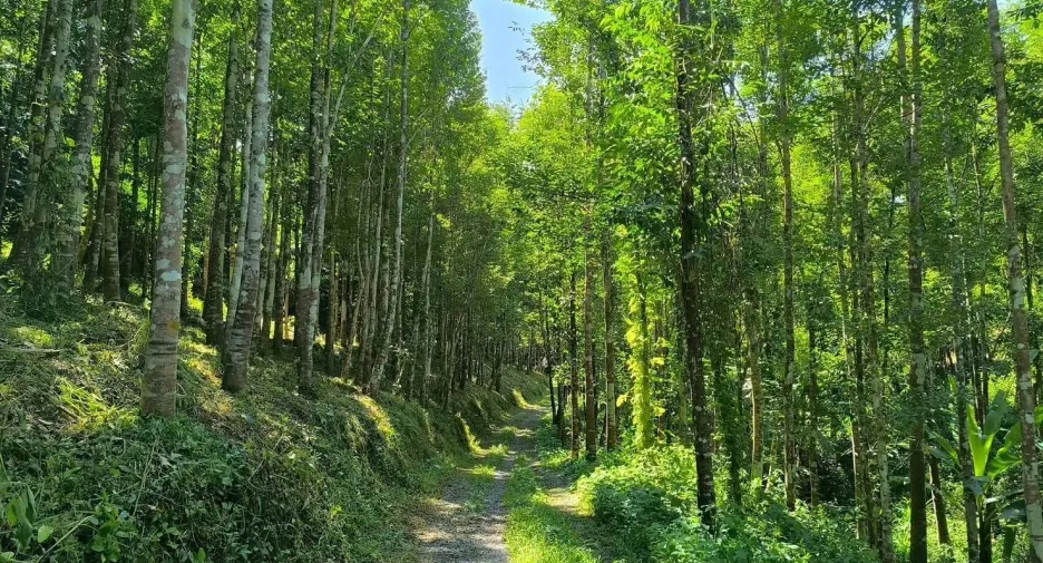 For sale land in Phu Phiang, Nan