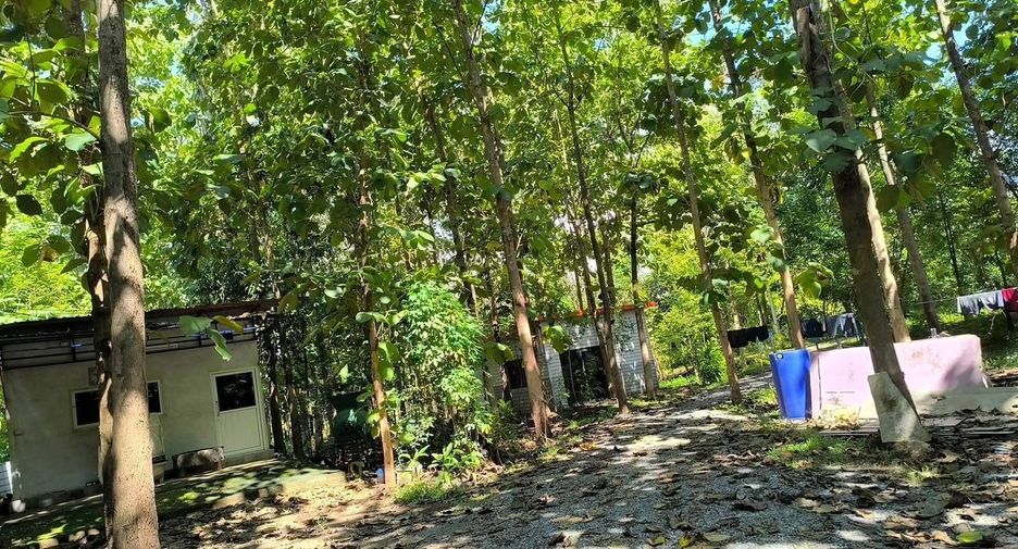 For sale land in Phu Phiang, Nan