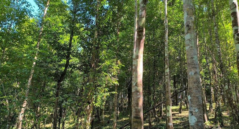For sale land in Phu Phiang, Nan