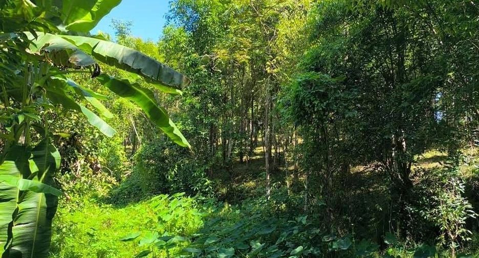 For sale land in Phu Phiang, Nan