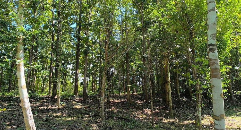 For sale land in Phu Phiang, Nan