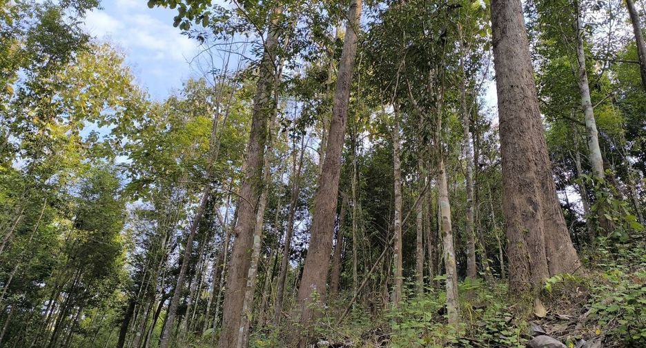 For sale land in Phu Phiang, Nan