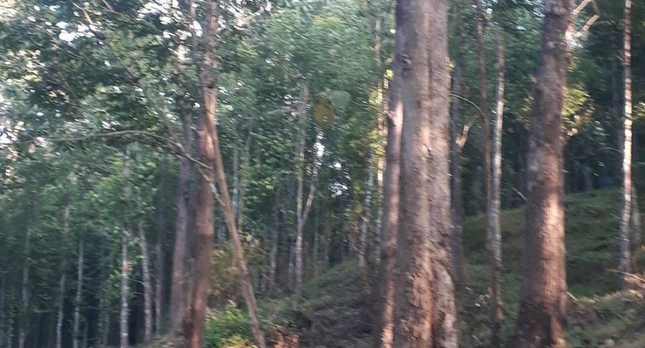 For sale land in Phu Phiang, Nan