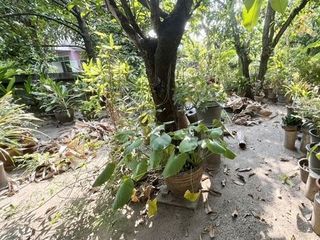 À vendre terrain à Mueang Nonthaburi, Nonthaburi