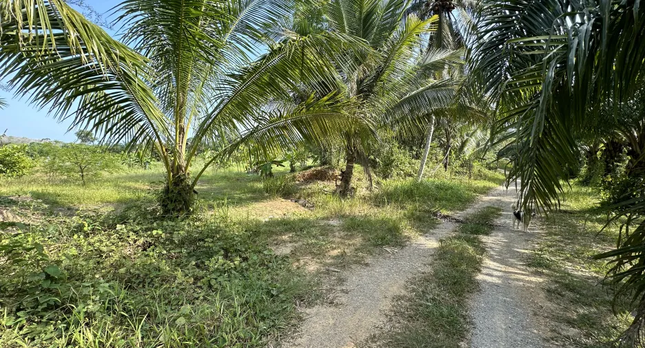 Terreno en venta en Takua Thung, Phang Nga