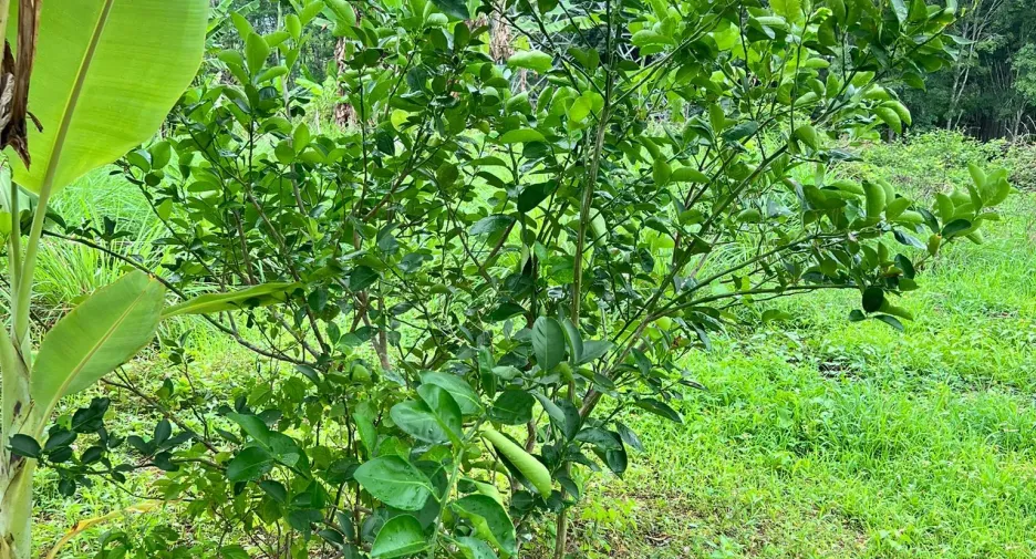 For sale 6 bedrooms townhouse in Bang Kaeo, Phatthalung