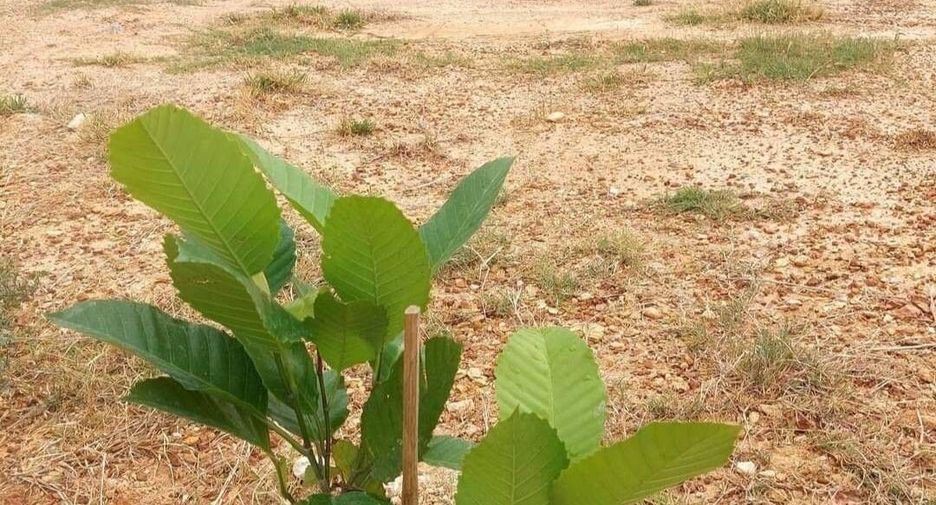 For sale 3 bedrooms house in Ban Rai, Uthai Thani