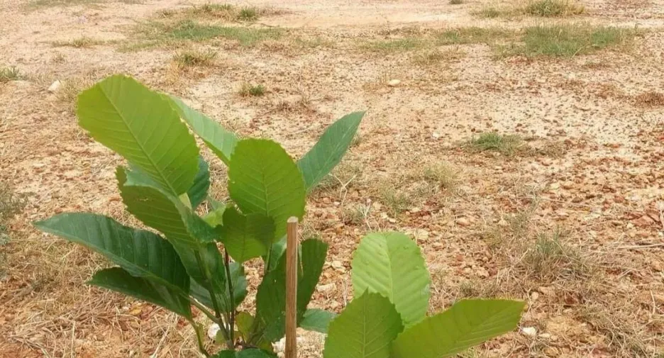 For sale 3 bedrooms house in Ban Rai, Uthai Thani