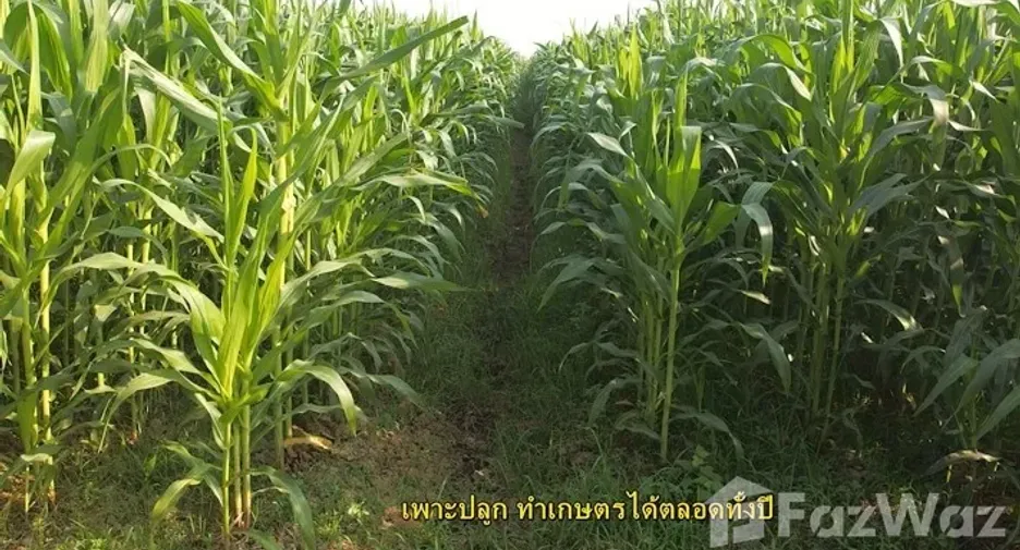 Продажа Участок в Bueng Samakkhi, Кампхэнгпхет