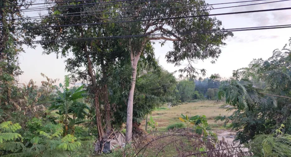 For sale land in Pa Tio, Yasothon