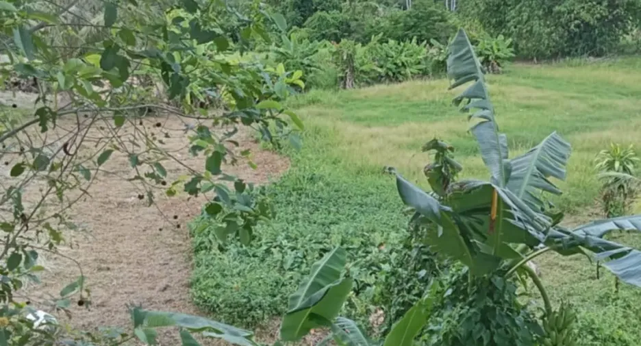 For sale land in Thalang, Phuket