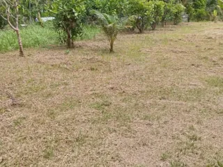 For sale land in Thalang, Phuket