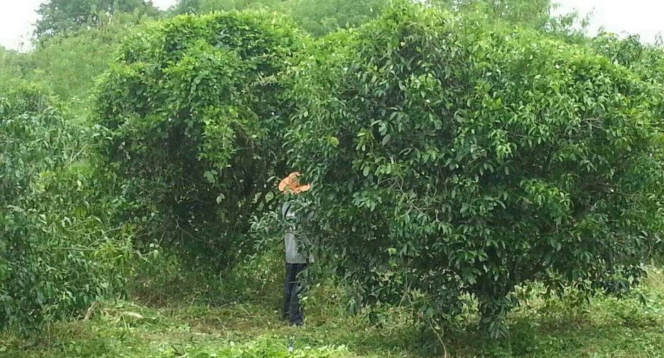 For sale land in Mueang Ratchaburi, Ratchaburi