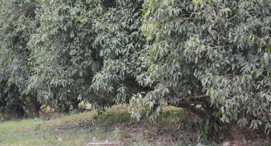 For sale land in Mueang Ratchaburi, Ratchaburi