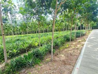 出售 土地 在 Pluak Daeng, Rayong
