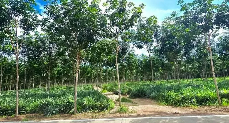 For sale land in Pluak Daeng, Rayong