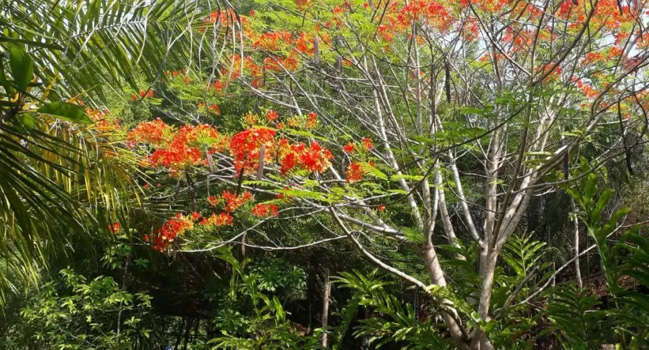 Terreno en venta en Thong Pha Phum, Kanchanaburi