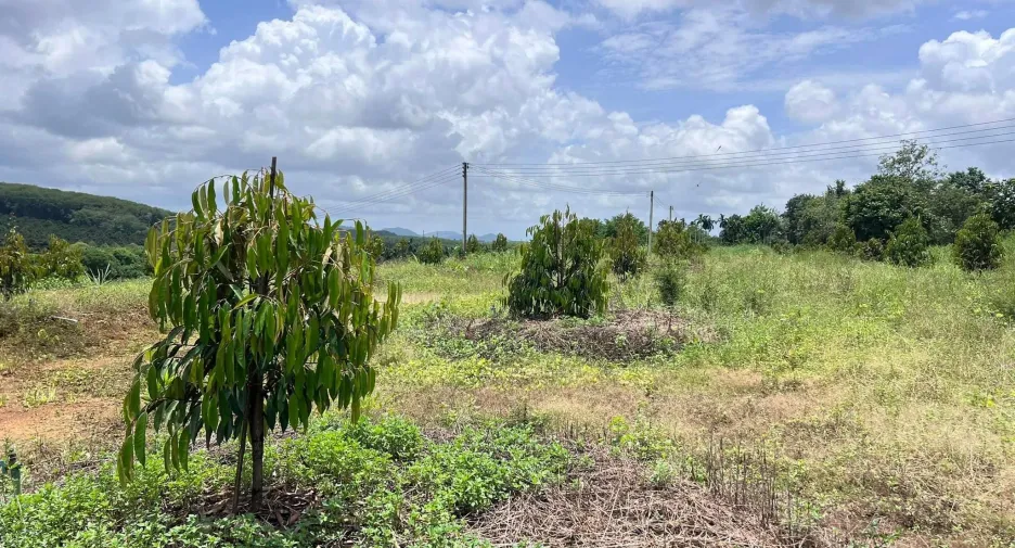 For sale land in Bo Rai, Trat