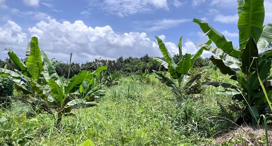 For sale land in Bo Rai, Trat
