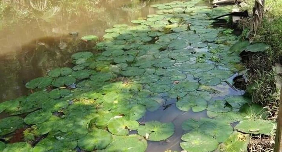 Продажа 3 спальни дом в Amphawa, Самутсонгкхрам