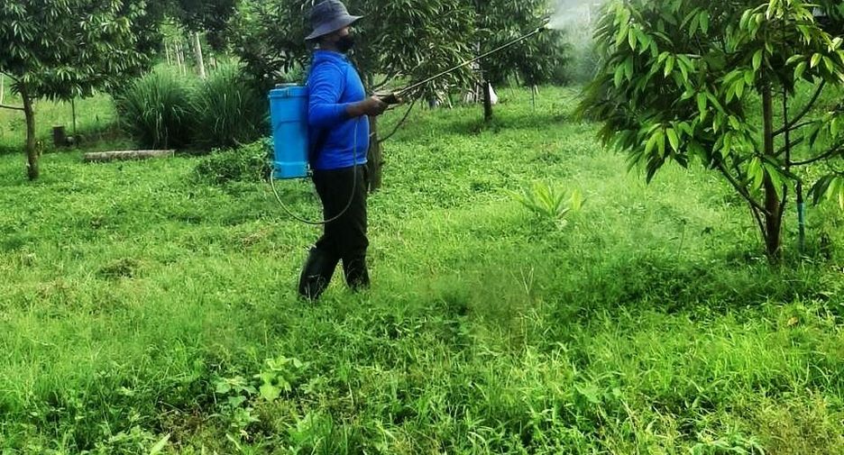 For sale land in Lom Sak, Phetchabun