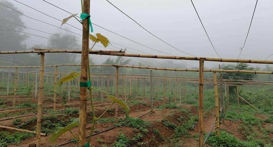 For sale land in Wang Chin, Phrae