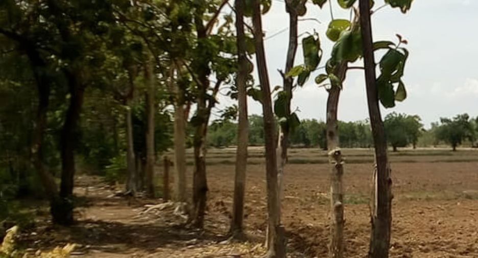 For sale land in Si Samrong, Sukhothai