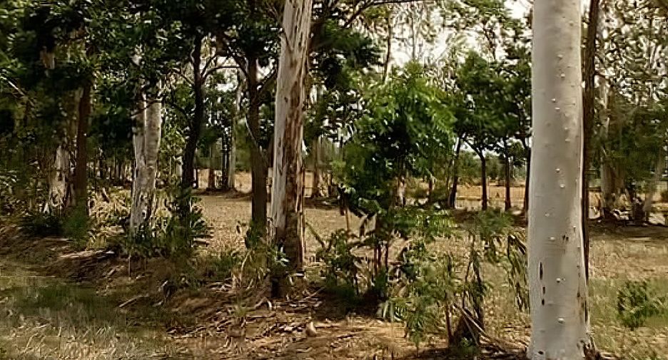 For sale land in Si Samrong, Sukhothai