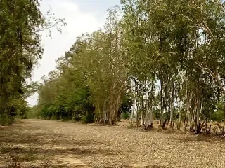 Продажа Участок в Si Samrong, Sukhothai