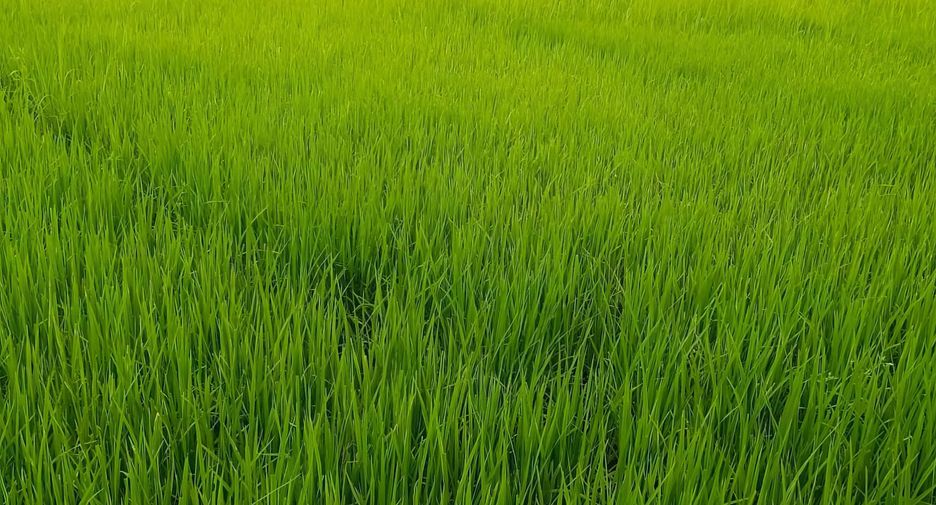 For sale land in Si Samrong, Sukhothai
