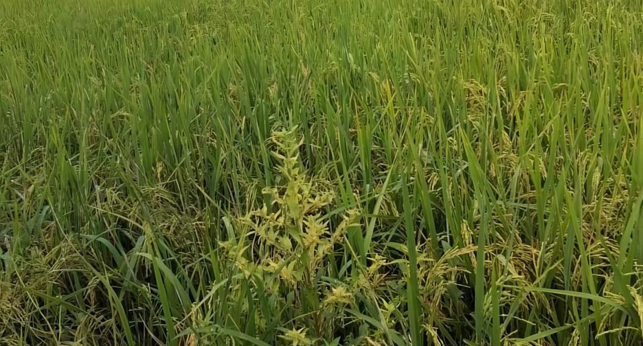 For sale land in Si Samrong, Sukhothai
